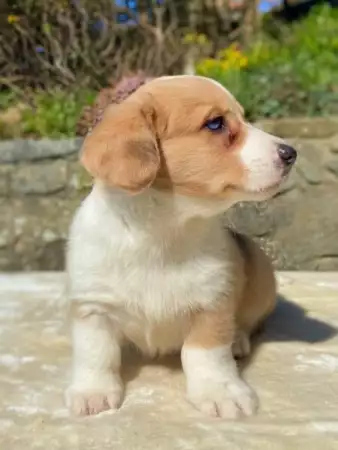 5. Снимка на Кученца Corgi Pembroke.