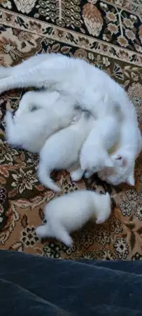 1. Снимка на Шотландски клепоухи и правоухи бели котета
