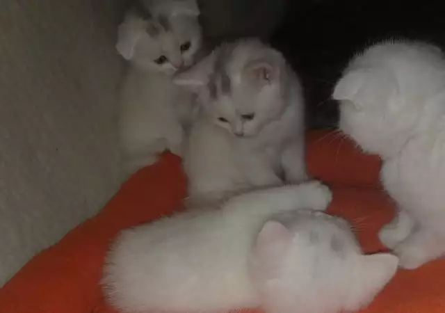 Шотландски клепоухи и правоухи бели котета