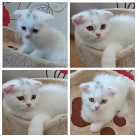 3. Снимка на Шотландски клепоухи и правоухи бели котета