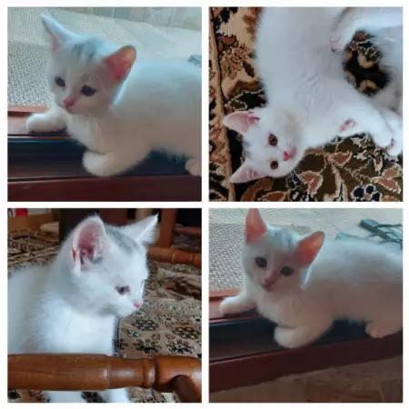 6. Снимка на Шотландски клепоухи и правоухи бели котета