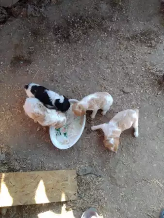 2. Снимка на Продавам малки кучета бритон шпаньол