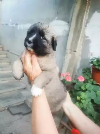 1. Снимка на Кавказка овчарка - бебета