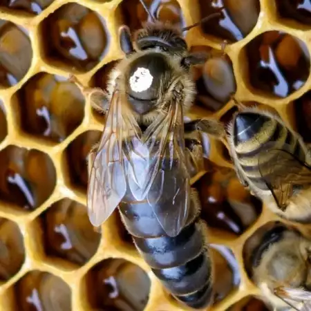 1. Снимка на Пчелни Майки - Оплодени - Карника и Карпатка