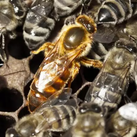 2. Снимка на Пчелни Майки - Оплодени - Карника и Карпатка