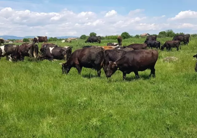 Свободни млечни крави за дамъзлък