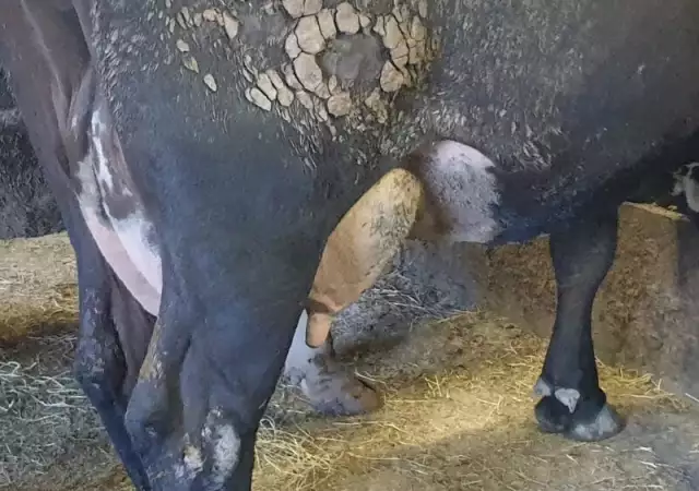 5. Снимка на Свободни млечни крави за дамъзлък