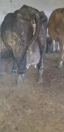 7. Снимка на Свободни млечни крави за дамъзлък