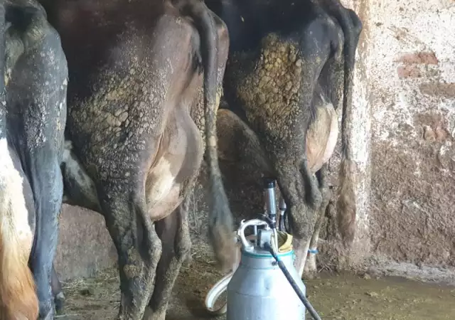 8. Снимка на Свободни млечни крави за дамъзлък