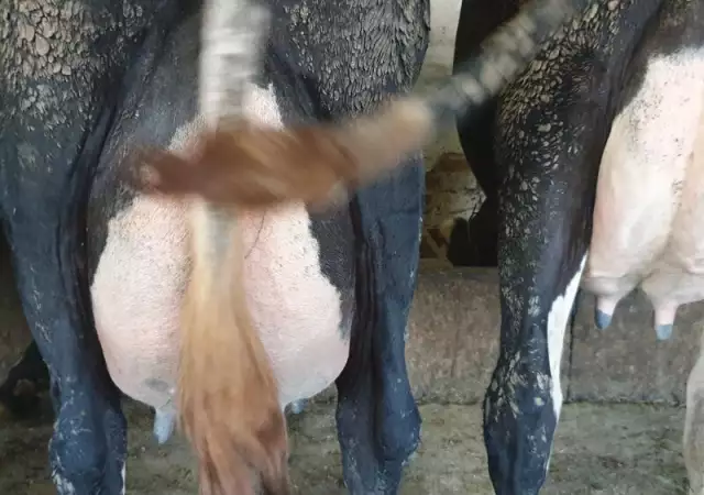 9. Снимка на Свободни млечни крави за дамъзлък