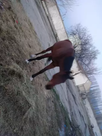 2. Снимка на Български спортен кон