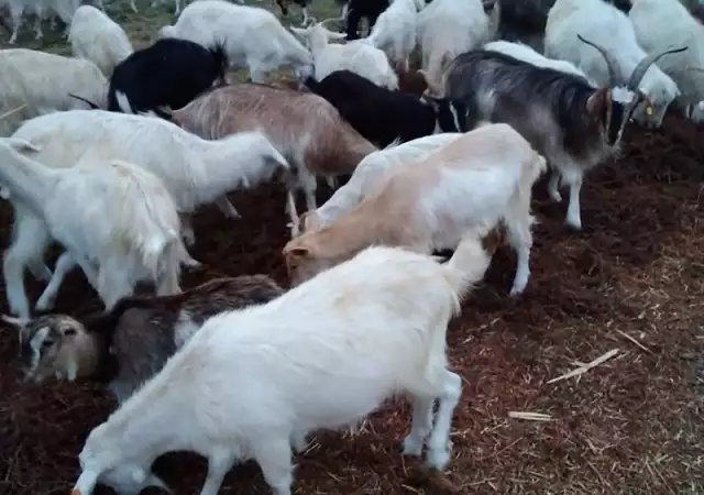 Продавам стадо регистрирани кози