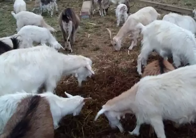3. Снимка на Продавам стадо регистрирани кози