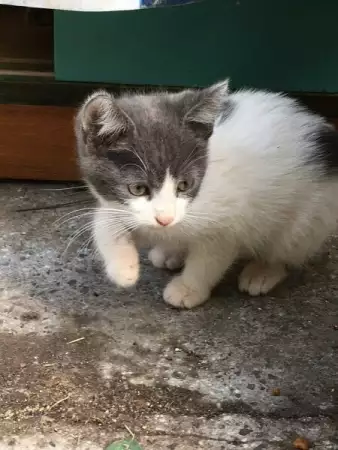 малки сладки котенца търсят новите си стопяни