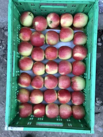 Ябълки от производител