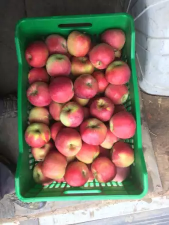 Ябълки от производител