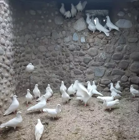 Подарявам млади бели гълъби