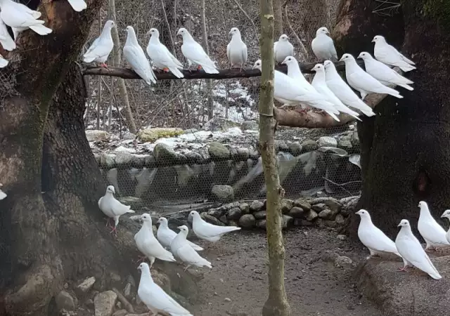 2. Снимка на Подарявам млади бели гълъби