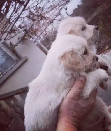 1. Снимка на Продам кученца голдън ретривър