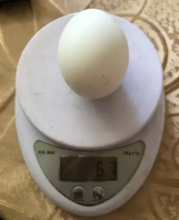 Оплодени разплодни яйца о бял Легхорн
