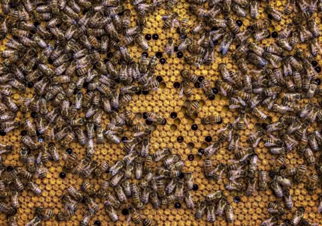 1. Снимка на Продавам пчелни отводки в дървени сандъчета.
