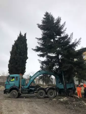 Преместване на дървета