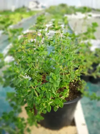 Разсади билки и етерично - маслени растения за вашата градина