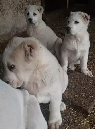 6. Снимка на Продавам кученца от породата средноазиатска овчарка
