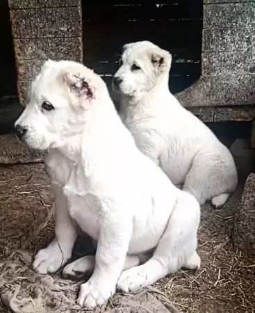 9. Снимка на Продавам кученца от породата средноазиатска овчарка