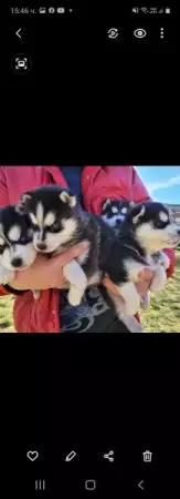 3. Снимка на Продаваме бебета хъскита