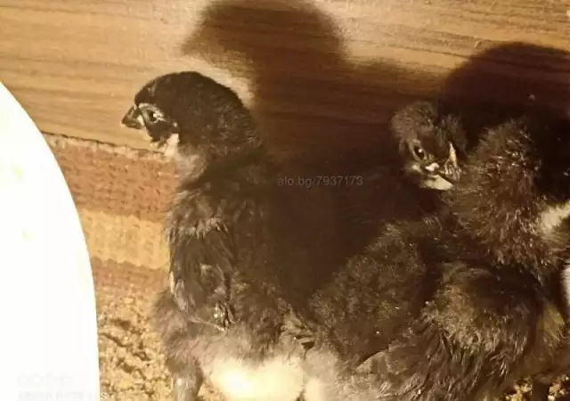 2. Снимка на Пилета черен австралорп нa 15 дни Пиленца