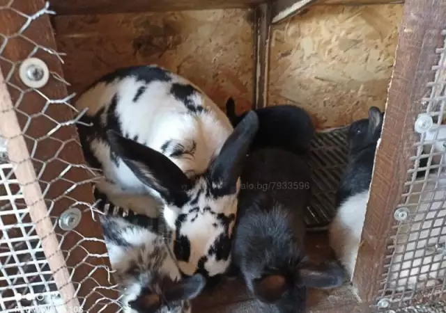 Зайци на различна възраст - Ваксинирани