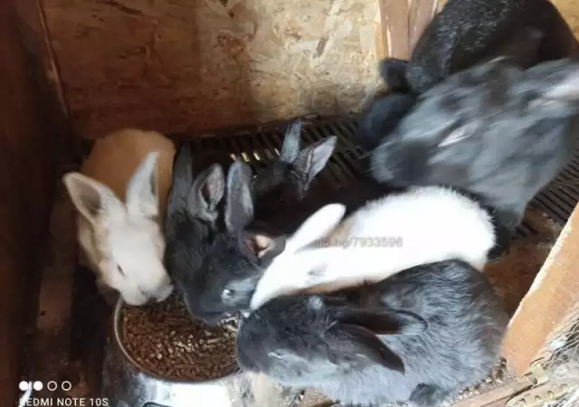 Зайци на различна възраст - Ваксинирани
