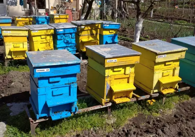 1. Снимка на Продавам 10 пчелни семейства, Дадан Блат с магазините