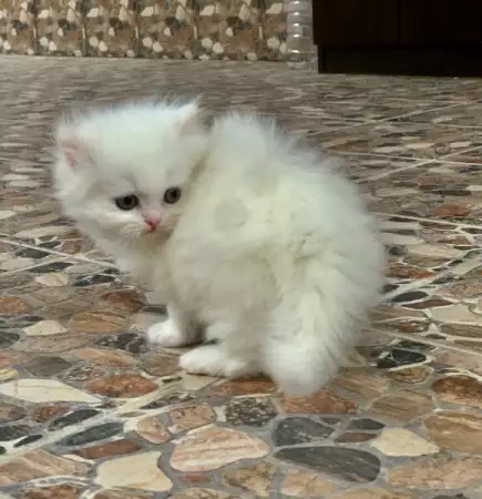 5. Снимка на Персийско котенце
