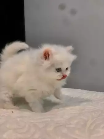 6. Снимка на Персийско котенце