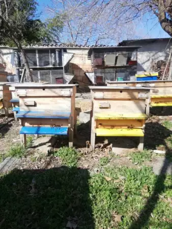 1. Снимка на Продавам пчелни кошери дадан блад 12 рамкови