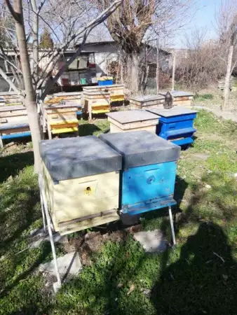 Продавам пчелни кошери дадан блад 12 рамкови
