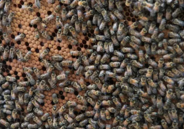 Продавам пчелни семейства на 10 рамки бройката многокорпосни