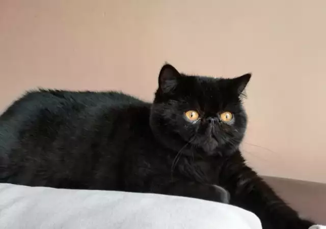 Продавам черна британска котка