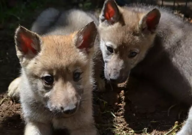1. Снимка на Czechoslovakian wolfdog puppies