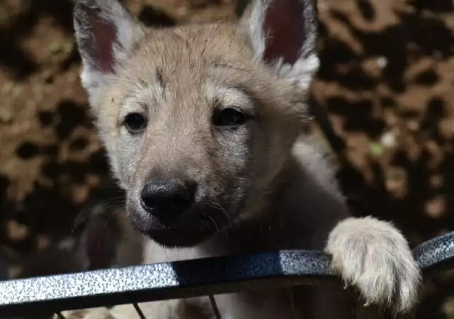2. Снимка на Czechoslovakian wolfdog puppies