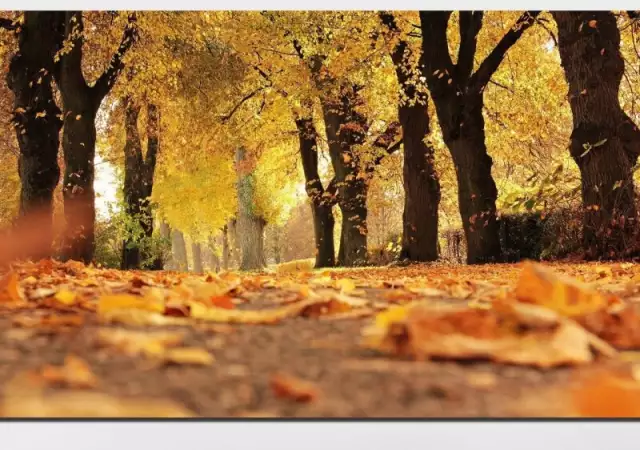 2. Снимка на Декоративно пано за стена от 1 част с есенна алея в парка - 