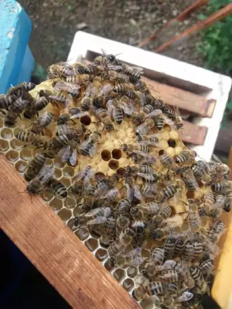 2. Снимка на Продавам оплодени пчелни майки по 20 лв.