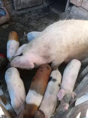 1. Снимка на Продавам Свиня майка със нейните 7 мъжки прасенца
