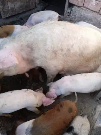 2. Снимка на Продавам Свиня майка със нейните 7 мъжки прасенца