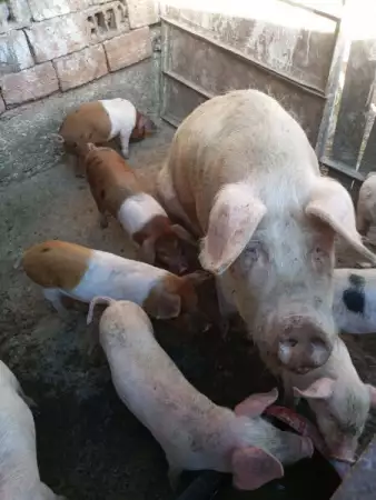 3. Снимка на Продавам Свиня майка със нейните 7 мъжки прасенца