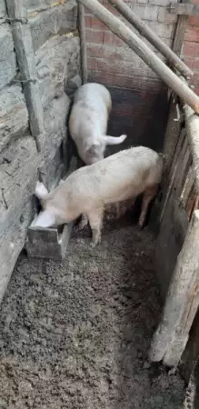 3. Снимка на Две свине майки и мъжки