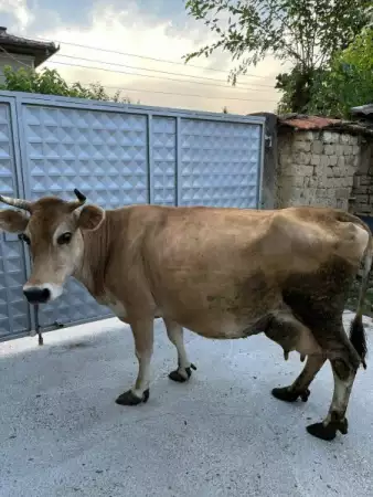 1. Снимка на Продавам крава