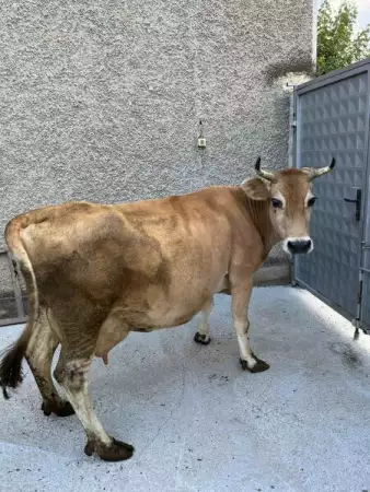 2. Снимка на Продавам крава